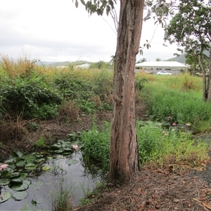 Ceratopteris thalictroides at Bonnie Doon, QLD - 8 May 2023