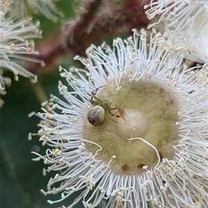 Australomisidia pilula at Mount Kembla, NSW by BackyardHabitatProject