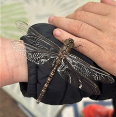 Adversaeschna brevistyla (Blue-spotted Hawker) at Watson, ACT - 13 Nov 2024 by Year4Gibson