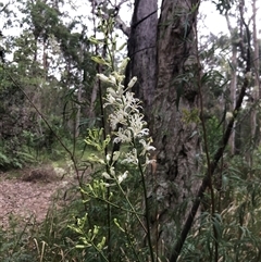 Lomatia silaifolia (Crinkle Bush, Fern-leaved Lomatia, Parsley Bush) at Kungala, NSW - 12 Nov 2024 by donnanchris