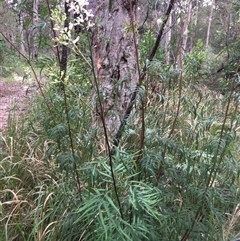 Lomatia silaifolia at Kungala, NSW - 12 Nov 2024