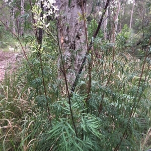 Lomatia silaifolia at Kungala, NSW - 12 Nov 2024 04:14 PM