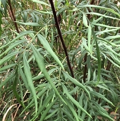 Lomatia silaifolia at Kungala, NSW - 12 Nov 2024