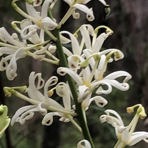 Lomatia silaifolia at Kungala, NSW - 12 Nov 2024