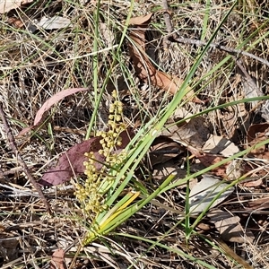 Lomandra filiformis subsp. coriacea at Yarra, NSW - 14 Nov 2024