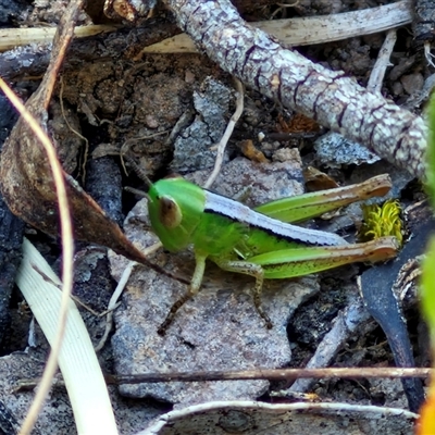 Praxibulus sp. (genus) (A grasshopper) at Yarra, NSW - 14 Nov 2024 by trevorpreston