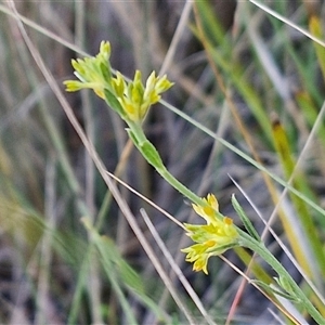 Pimelea curviflora var. sericea at Yarra, NSW - 14 Nov 2024