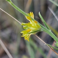 Pimelea curviflora var. sericea at Yarra, NSW - 14 Nov 2024