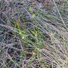 Pimelea curviflora var. sericea at Yarra, NSW - 14 Nov 2024