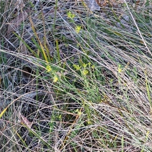 Pimelea curviflora var. sericea at Yarra, NSW - 14 Nov 2024