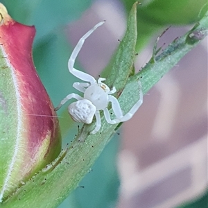Thomisidae (family) at Wangaratta, VIC - suppressed