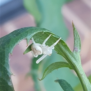 Thomisidae (family) at Wangaratta, VIC - suppressed