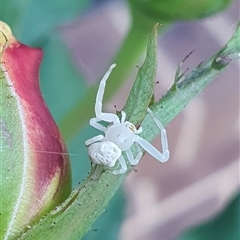 Thomisidae (family) at Wangaratta, VIC - suppressed