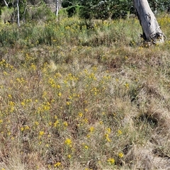 Hypericum perforatum (St John's Wort) at Yarra, NSW - 14 Nov 2024 by trevorpreston