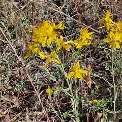 Hypericum perforatum at Yarra, NSW - 14 Nov 2024 04:22 PM