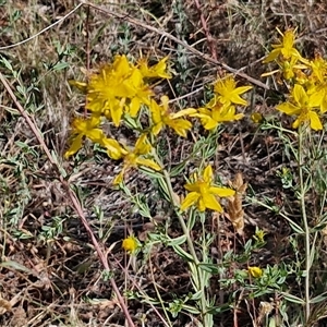 Hypericum perforatum at Yarra, NSW - 14 Nov 2024 04:22 PM