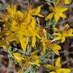 Hypericum perforatum at Yarra, NSW - 14 Nov 2024 04:22 PM