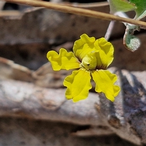 Goodenia hederacea subsp. hederacea at Yarra, NSW - 14 Nov 2024 04:18 PM