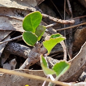 Goodenia hederacea subsp. hederacea at Yarra, NSW - 14 Nov 2024 04:18 PM