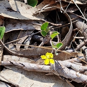 Goodenia hederacea subsp. hederacea at Yarra, NSW - 14 Nov 2024 04:18 PM