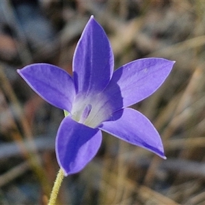 Wahlenbergia stricta subsp. stricta at Yarra, NSW - 14 Nov 2024 04:16 PM