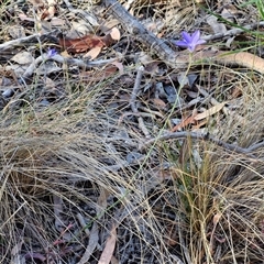 Wahlenbergia stricta subsp. stricta at Yarra, NSW - 14 Nov 2024 04:16 PM