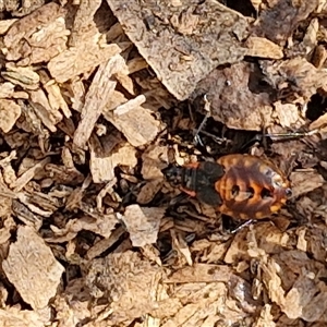 Dindymus versicolor at Yarra, NSW - 14 Nov 2024 04:14 PM