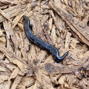 Parakontikia ventrolineata at Yarra, NSW - 14 Nov 2024 04:13 PM