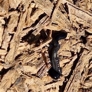 Parakontikia ventrolineata at Yarra, NSW - 14 Nov 2024