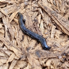 Parakontikia ventrolineata at Yarra, NSW - 14 Nov 2024 04:13 PM