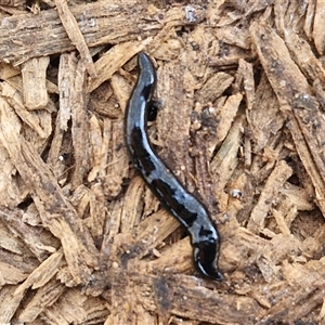 Parakontikia ventrolineata at Yarra, NSW - 14 Nov 2024 04:13 PM