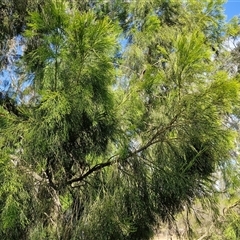 Exocarpos cupressiformis (Cherry Ballart) at Yarra, NSW - 14 Nov 2024 by trevorpreston