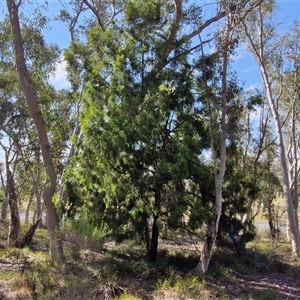 Exocarpos cupressiformis at Yarra, NSW - 14 Nov 2024