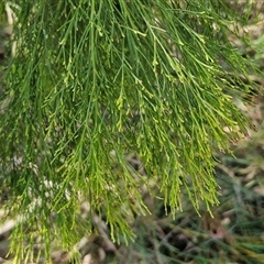 Exocarpos cupressiformis at Yarra, NSW - 14 Nov 2024