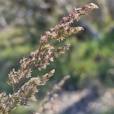 Poa sieberiana (Poa Tussock) at Yarra, NSW - 14 Nov 2024 by trevorpreston