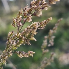 Poa sieberiana at Yarra, NSW - 14 Nov 2024