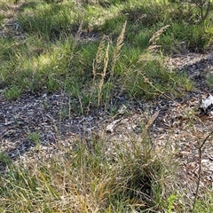 Poa sieberiana at Yarra, NSW - 14 Nov 2024