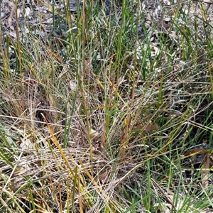 Poa sieberiana at Yarra, NSW - 14 Nov 2024