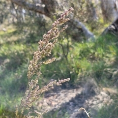 Poa sieberiana at Yarra, NSW - 14 Nov 2024