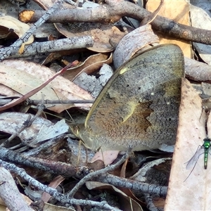 Heteronympha merope at Yarra, NSW - 14 Nov 2024 04:07 PM