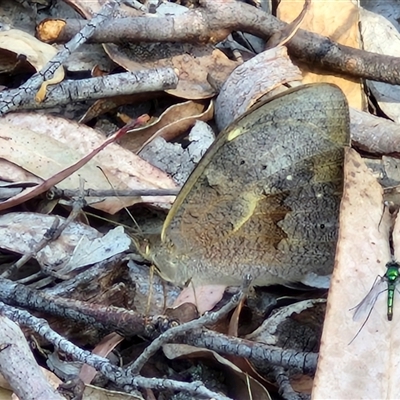 Heteronympha merope (Common Brown Butterfly) at Yarra, NSW - 14 Nov 2024 by trevorpreston