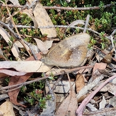 Heteronympha merope at Yarra, NSW - 14 Nov 2024 04:07 PM