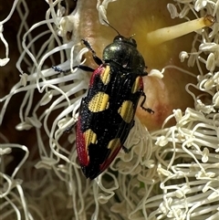 Unverified Jewel beetle (Buprestidae) at Balgowlah Heights, NSW - 10 Nov 2024 by Pirom