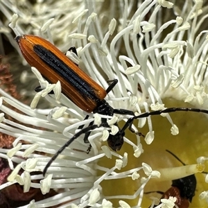 Stenoderus suturalis at Balgowlah Heights, NSW by Pirom