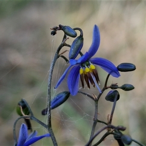 Dianella revoluta var. revoluta at Yarra, NSW - 14 Nov 2024