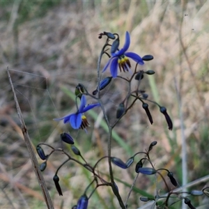 Dianella revoluta var. revoluta at Yarra, NSW - 14 Nov 2024