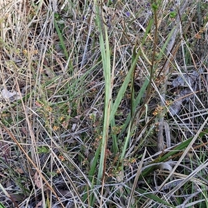 Dianella revoluta var. revoluta at Yarra, NSW - 14 Nov 2024