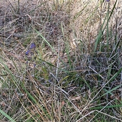 Dianella revoluta var. revoluta at Yarra, NSW - 14 Nov 2024