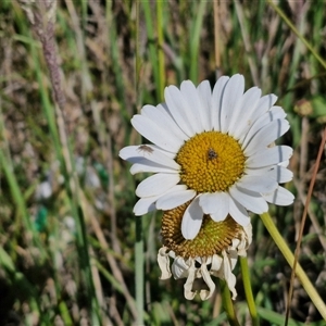 Leucanthemum vulgare at Collector, NSW - 14 Nov 2024