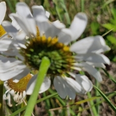 Leucanthemum vulgare at Collector, NSW - 14 Nov 2024